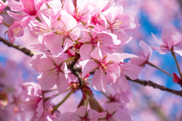 Fototapeta na wymiar looking up cherry Blossom Garden, Prunus sargentii in spring time over blue sky