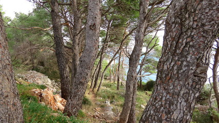 Cypress tree in croatia dalmatia 