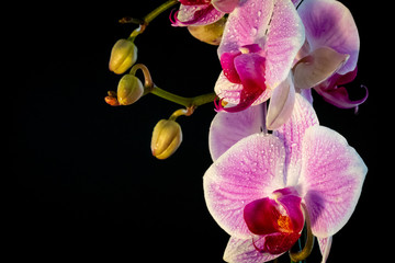 Orchids