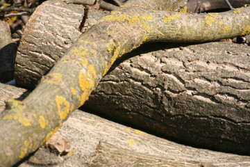 pile of logs in the forest