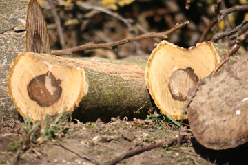 pile of logs in the forest