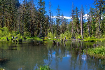 Fototapeta na wymiar Spring sunny day in the Squamish river valley, spring flood in the coniferous forest, trees and shrubs stand in the water against a blue sky with white clouds. Squamish, British Columbia, Canada