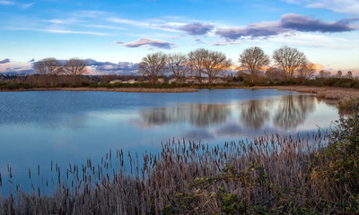 Spring, a beautiful lake with shores covered with thick reeds and bare trees on the background of a cloudy sunset sky in purple color on the horizon. Iona Beach Regional Park, Richmond