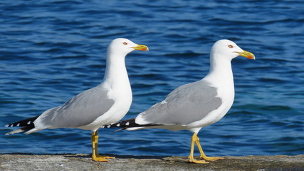 Seagulls on beach in front of the adria in croatia dalmatia