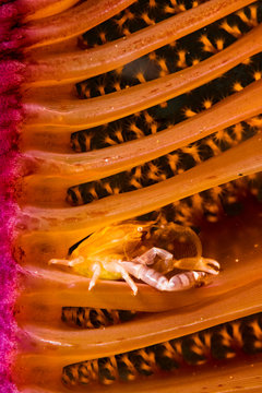 Close Up Of Porcelain Crab On Sea Pen