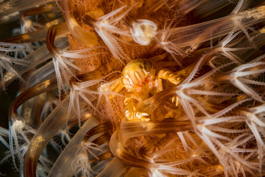 Crab in Coral