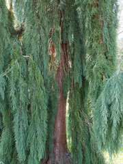 Séquoia géant pleureur | Sequoiadendron giganteum 'Pendulum' au feuillage retombant vert bleuté, filiforme, élégant, écorce cannelée brun-rougeâtre