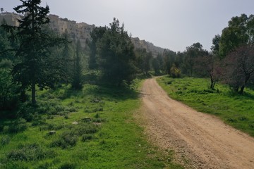 road in forest