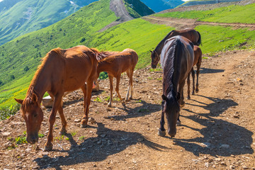 Several horses are moving along a mountain road.