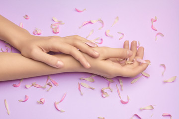 Naklejka na ściany i meble Womans hands with a bright pink gerbera flowers on a purple backround. Product or skin care, natural petal cosmetics, anti-wrinkle hand care.