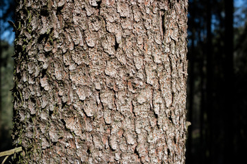 Tree bark backround