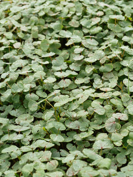 Buckwheat plants