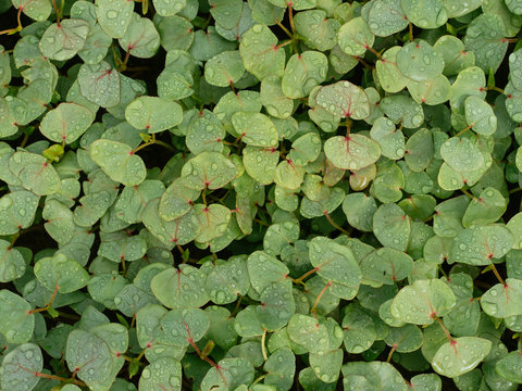 Buckwheat plants