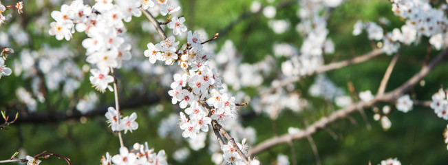 Beautiful background with blooming tree. Spring flowers on the tree. Enjoying nature and springtime