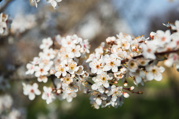 Beautiful background with blooming tree. Spring flowers on the tree. Enjoying nature and springtime