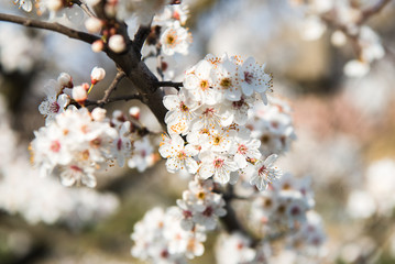 Beautiful background with blooming tree. Spring flowers on the tree. Enjoying nature and springtime