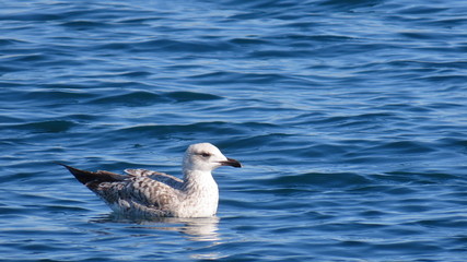Seagull swim on adria in croatia dalmatia