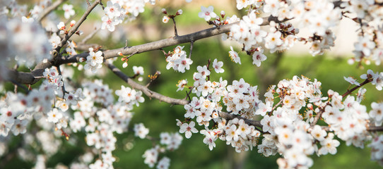 Beautiful background with blooming tree. Spring flowers on the tree. Enjoying nature and springtime