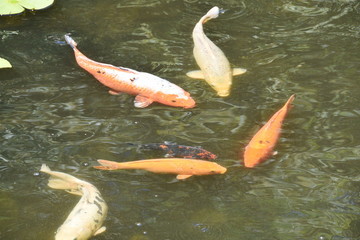 Orange Pond Fish