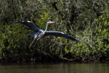 Grey Heron in habitat. Her Latin name is Ardea cinerea.