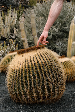 Close up of male touching big round cactus by hand.
