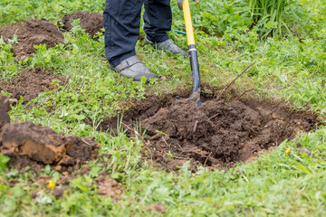 Gardener digging with garden spade in black earth soil.farming, gardening, agriculture.Worker digs the black soil with shovel in the vegetable garden, man loosens dirt in the farmland.