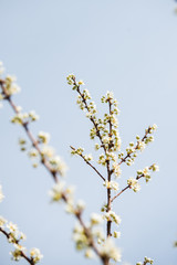 Beautiful background with blooming tree. Spring flowers on the tree. Enjoying nature and springtime