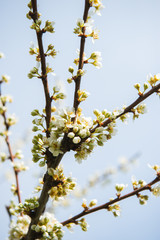 Beautiful background with blooming tree. Spring flowers on the tree. Enjoying nature and springtime