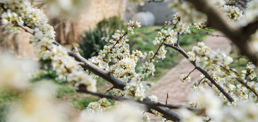 Beautiful background with blooming tree. Spring flowers on the tree. Enjoying nature and springtime