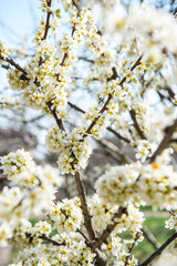 Beautiful background with blooming tree. Spring flowers on the tree. Enjoying nature and springtime