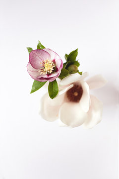 Close up of winter flowers picked from a garden - magnolia and hellebore against white background