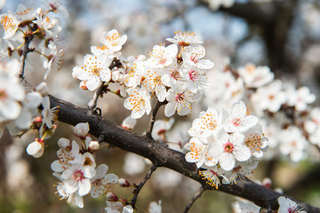 Beautiful background with blooming tree. Spring flowers on the tree. Enjoying nature and springtime