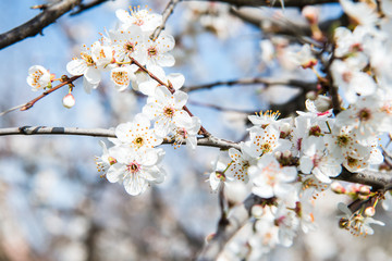 Obraz premium Beautiful background with blooming tree. Spring flowers on the tree. Enjoying nature and springtime