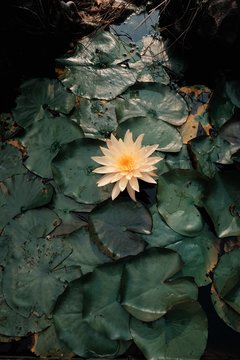Yellow Lotus