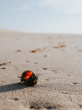 Tiny shell on the beach with the sunlight shining through to create a red glow