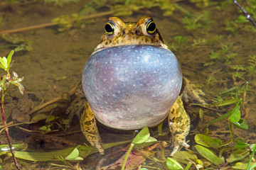 croaking Natterjack toad / quakende Kreuzkröte (Epidalea calamita, Bufo calamita)