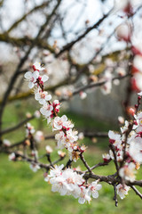 Spring trees with blossom flowers. Beautiful background. Blooming tree at sunny spring day. Spring flowers. Abstract blurred background. Springtime