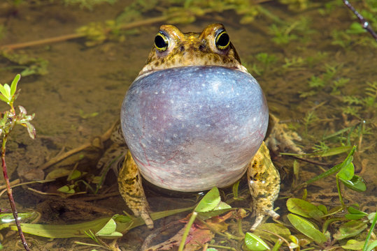 croaking Natterjack toad / quakende Kreuzkr&ouml;te (Epidalea calamita, Bufo calamita)