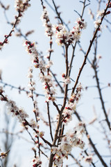 Beautiful background with blooming tree. Spring flowers on the tree. Enjoying nature and springtime