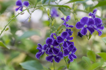 Beautiful and delicate is this purple flower