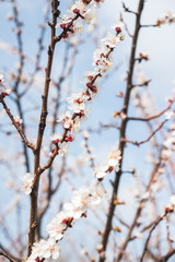 Beautiful background with blooming tree. Spring flowers on the tree. Enjoying nature and springtime