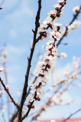 Beautiful background with blooming tree. Spring flowers on the tree. Enjoying nature and springtime