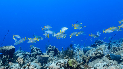 Naklejka na ściany i meble School of Schoolmaster Snapper in turquoise water of coral reef in Caribbean Sea / Curacao