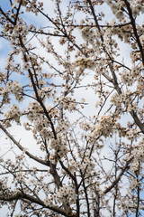 Beautiful background with blooming tree. Spring flowers on the tree. Enjoying nature and springtime