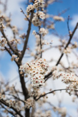 Spring trees with blossom flowers. Beautiful background. Blooming tree at sunny spring day. Spring flowers. Abstract blurred background. Springtime