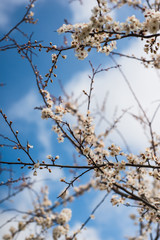 Spring trees with blossom flowers. Beautiful background. Blooming tree at sunny spring day. Spring flowers. Abstract blurred background. Springtime