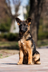 German shepherd puppy training outdoors