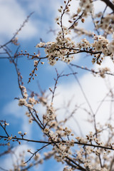 Spring trees with blossom flowers. Beautiful background. Blooming tree at sunny spring day. Spring flowers. Abstract blurred background. Springtime