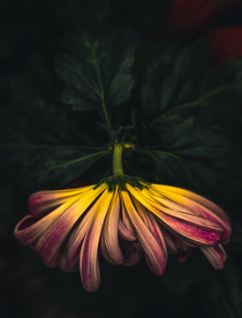 chrysanthemum