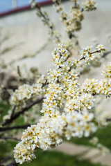 Spring trees with blossom flowers. Beautiful background. Blooming tree at sunny spring day. Spring flowers. Abstract blurred background. Springtime
